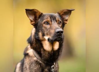 Teddy - aktiver, freundlicher Junghund sucht neues Zuhause