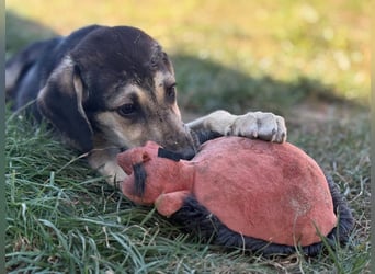 Eris- verschmustes Welpen-Mädchen sucht ihre Famile