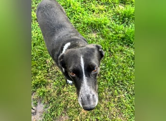 Boy - fröhlicher Rüde sucht ein neues Zuhause / auf PS in Detmold