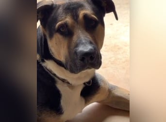 Kobe - nicht perfekter aber liebenswerter Rüde aus Spanien