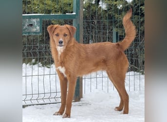 Ramiro - freundlicher, aufgeschlossener, anhänglicher junger Rüde sucht liebevolle Familie