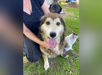 Nero - Bezaubernder Hunde-Opa sucht liebevolles Zuhause
