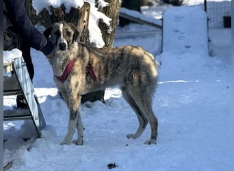 Pepe - sensibler, freundlicher, aktiver Rüde sucht Zuhause mit Garten