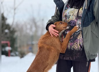 Ramiro - freundlicher, aufgeschlossener, anhänglicher junger Rüde sucht liebevolle Familie