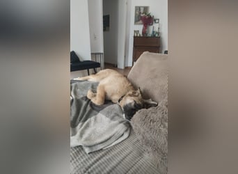 Oskar - aktiver, verspielter junger Rüde - in 21xxx Hamburg