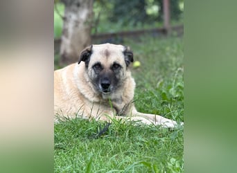 Jessica - freundliche Hündin sucht liebevolles Zuhause mit Garten