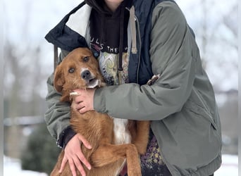 Ramiro - freundlicher, aufgeschlossener, anhänglicher junger Rüde sucht liebevolle Familie
