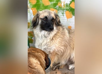 Bashful - lieber, sanfter HSH-Mischlings-Rüde aus Rumänien