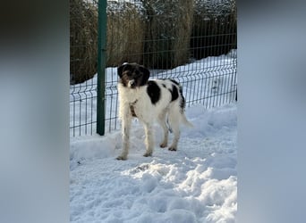 Buddy - freundlicher, zurückhaltender Rüde sucht ein Zuhause