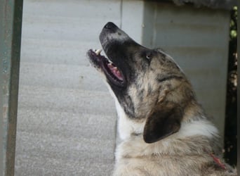 Pepe - sensibler, freundlicher, aktiver Rüde sucht Zuhause mit Garten