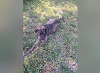 Mara - freundliche, liebe Hündin sucht ein Zuhause mit Garten