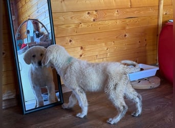 Marte - süßer Teddybär sucht sein großes Glück