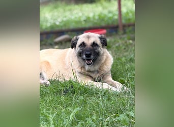 Jessica - freundliche Hündin sucht liebevolles Zuhause mit Garten