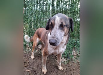 Anton - verspielter, freundlicher, katzenverträglicher junger Mischlingsrüde