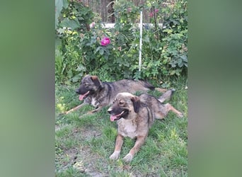 Magda - freundliche, liebe Hündin sucht Zuhause mit Garten