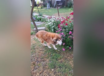 Nero - Bezaubernder Hunde-Opa sucht liebevolles Zuhause