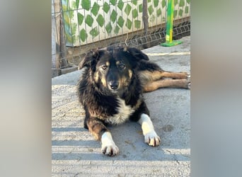 Nala - aufgeschlossene, freundliche junge Hündin aus Rumänien