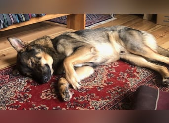 Teddy - aktiver, freundlicher Junghund sucht neues Zuhause