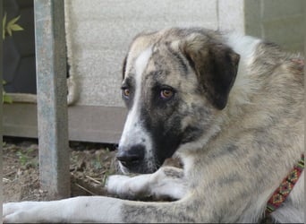 Pepe - sensibler, freundlicher, aktiver Rüde sucht Zuhause mit Garten