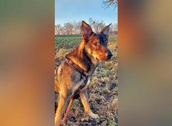 Teddy - aktiver, freundlicher Junghund sucht neues Zuhause