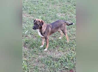 Magda - freundliche, liebe Hündin sucht Zuhause mit Garten