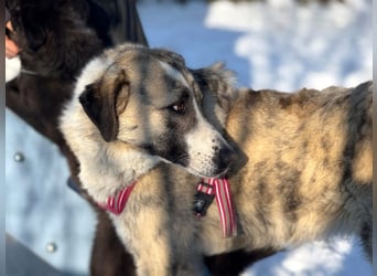 Pepe - sensibler, freundlicher, aktiver Rüde sucht Zuhause mit Garten