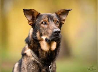 Teddy - aktiver, freundlicher Junghund sucht neues Zuhause