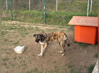 Vincent - aktiver, menschenbezogener Rüde sucht ein Zuhause