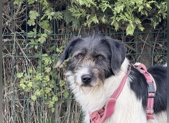 Buddy - freundlicher, zurückhaltender Rüde sucht ein Zuhause