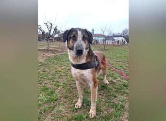 Anton - verspielter, freundlicher, katzenverträglicher junger Mischlingsrüde