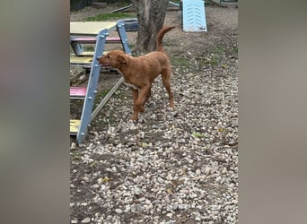 Ramiro - freundlicher, aufgeschlossener, anhänglicher junger Rüde sucht liebevolle Familie