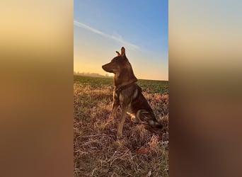 Teddy - aktiver, freundlicher Junghund sucht neues Zuhause