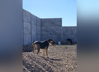 Kobe - nicht perfekter aber liebenswerter Rüde aus Spanien