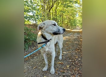 Shrek - aktiver, freundlicher HSH-Mix Rüde sucht Zuhause mit Garten
