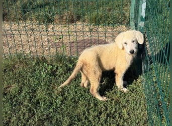 Marte - süßer Teddybär sucht sein großes Glück