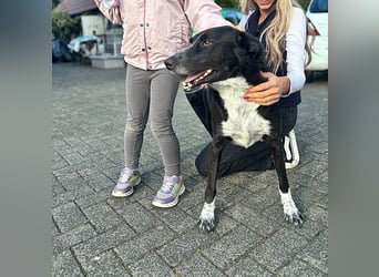 Boy - fröhlicher Rüde sucht ein neues Zuhause / auf PS in Detmold