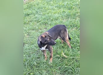 Mara - freundliche, liebe Hündin sucht ein Zuhause mit Garten