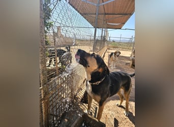 Kobe - nicht perfekter aber liebenswerter Rüde aus Spanien