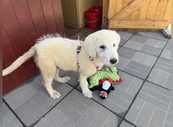 Marte - süßer Teddybär sucht sein großes Glück