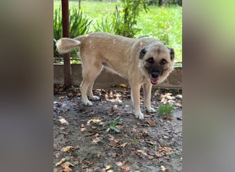 Jessica - freundliche Hündin sucht liebevolles Zuhause mit Garten