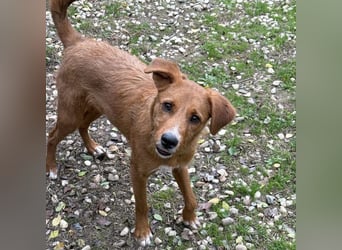 Ramiro - freundlicher, aufgeschlossener, anhänglicher junger Rüde sucht liebevolle Familie