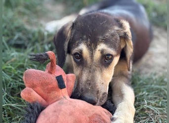 Eris- verschmustes Welpen-Mädchen sucht ihre Famile