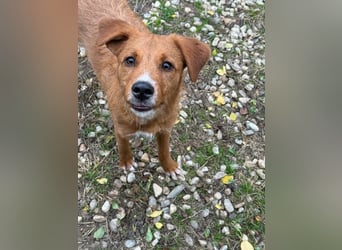 Ramiro - freundlicher, aufgeschlossener, anhänglicher junger Rüde sucht liebevolle Familie