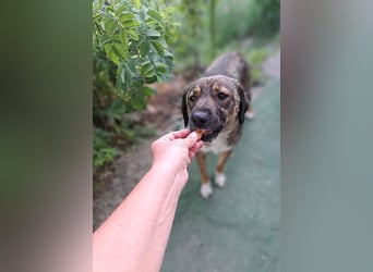 Magda - freundliche, liebe Hündin sucht Zuhause mit Garten