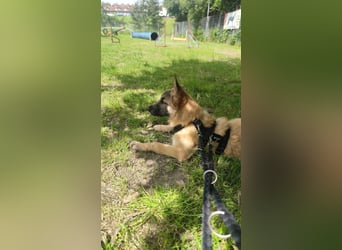 Oskar - aktiver, verspielter junger Rüde - in 21xxx Hamburg