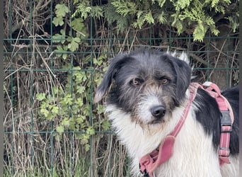 Buddy - freundlicher, zurückhaltender Rüde sucht ein Zuhause