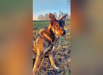 Teddy - aktiver, freundlicher Junghund sucht neues Zuhause