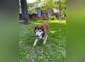 Nero - Bezaubernder Hunde-Opa sucht liebevolles Zuhause