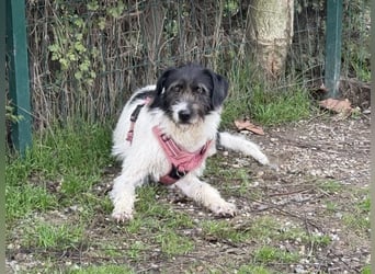 Buddy - freundlicher, zurückhaltender Rüde sucht ein Zuhause