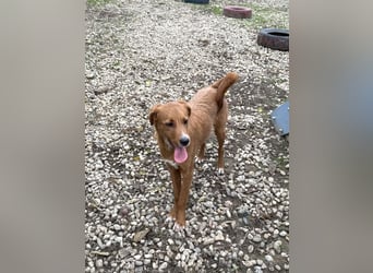 Ramiro - freundlicher, aufgeschlossener, anhänglicher junger Rüde sucht liebevolle Familie